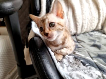 Bengalkitten reinrassig mit Stammbaum