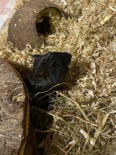 Rennmaus Pola sucht ein Zuhause