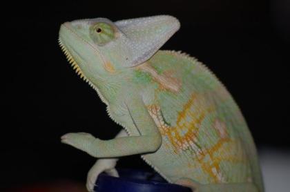 Natürliche Vitamin- Mineralien-Versorgung für Reptilien