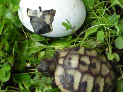 Griech. Landschildkröten THB naturnahe Zucht