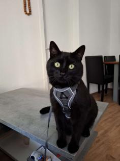 Kater zur Verschenken