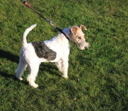 Drahthaar Foxterrier Rüde 5 Monate.