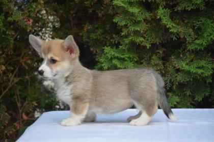 Welsh Corgi Pembroke