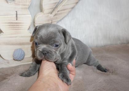 Französische Bulldoggen Welpen Hündin blau mit Papieren
