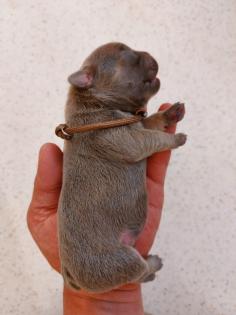 Welpen Französische Bulldoggen
