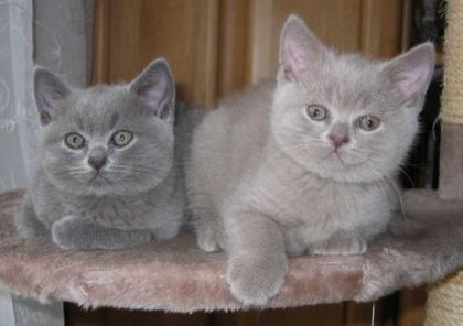 Liebevolle BKH Kitten