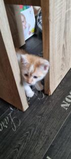3 Miezis Hauskatzen absolut gesund