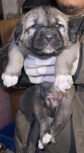 Reinrassige Panter und Hanli Kangal Welpen