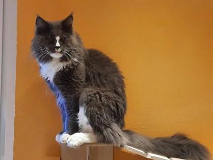 Maine Coon Kätzchen suchen ihre Traumfamilie