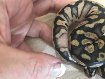 Inferno Pastel Echni Fader het piebald 9 Python regius