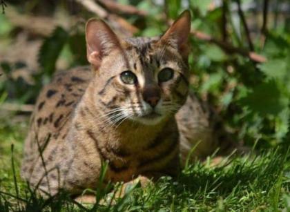 Savannah-Deckkater F5- SBT abzugeben