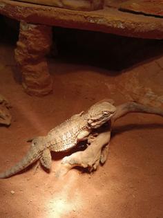 Terrarium mit Bartagame