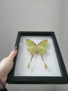 Entomologie Argema Mimosea
