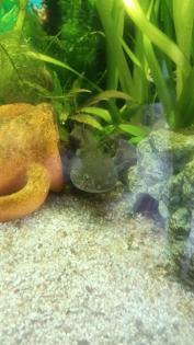 Axolotl kostenlos abzugeben