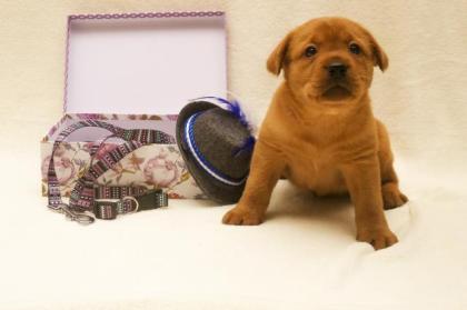 Labrador Welpen Foxred mit Ahnentafel