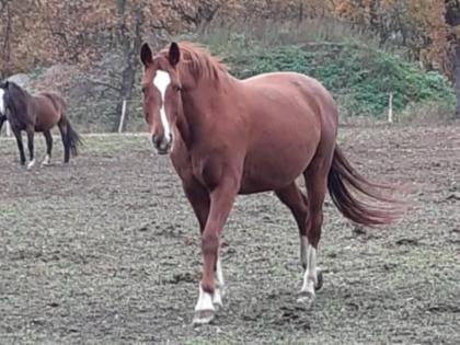 Zuchtstute / Beistellpferd zur Verfügung