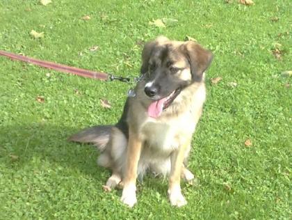 11 Monate alte Retriever x Border Collie Mix Hündin in gute Hände abzugeben