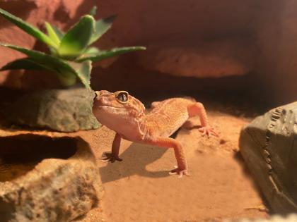 Leopardengeckos zu verkaufen