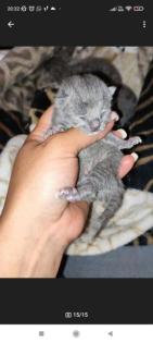 Wunderschöne Bkh kitten suchen neue Dosenöffner