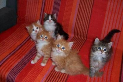 Maine Coon Katzen zum Verkauf