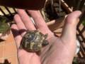 Griechische Landschildkröten abzugeben