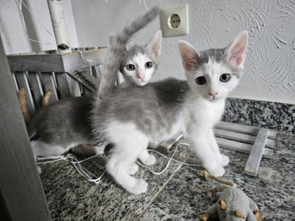 Katzenbabys möchten bald ausziehen
