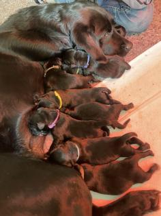Labrador Welpen schwarz