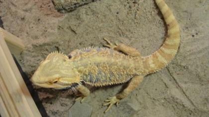 Farbbartagame männlich sucht neues Zuhause