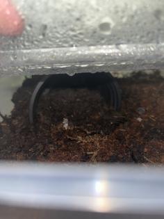 Verkaufe schwarzen Skorpion wie auf den Bild zusehen sind