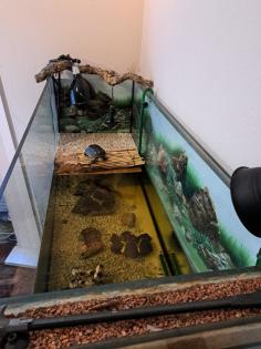 Wasserschildkröte incl Zubehör und Becken