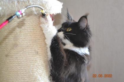 Maine Coon Youngster in black w white mit Stammbaum