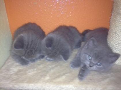 Süße BKH Kitten zu Verkaufen