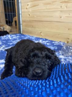 Schwarzer Terrier welpen zu Verkaufen