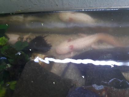 5 Axolotl Aquarium 160 cm Fische Steine