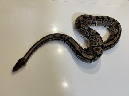 Königsphyton sucht neues Wohlfühlzuhause mit/ohne Terrarium