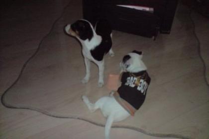 Jack-Russel-Mix