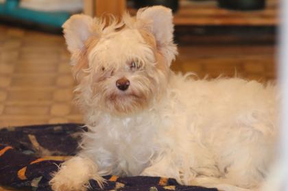 Chinese Crested Powderpuff Hündinnen