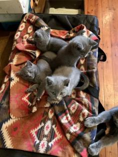 Chartreux, echte Kartäuser Kätzchen