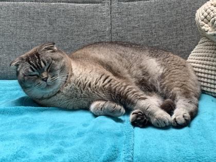Suche neues Zuhause für BKH Mix Kater