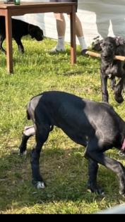 Deutsche Doggen suchen händeringend neues Zuhause