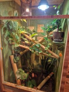 Madagaskar Taggecko