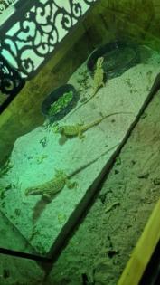 Bartagame Jungtiere 4 Monate alt