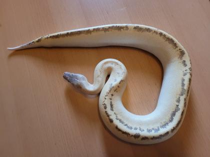 Blutpython python brongersmai