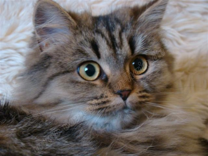 Deutsch Langhaar Traumkatze Schosskatze Minka