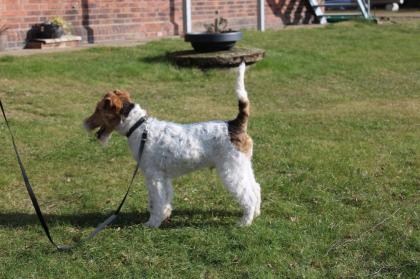 Drahthaar Foxterrier Rüde 6 Monate mit Zubehör.