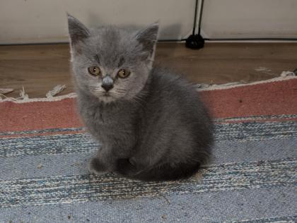 Reinrassige, süße Britisch-Kurzhaar Kitten warten auf Dich