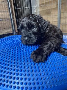 Schwarzer Terrier welpen zu Verkaufen