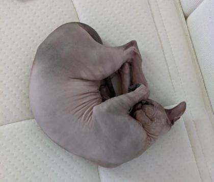 Sphynx Baby sucht ein schönes Zuhause
