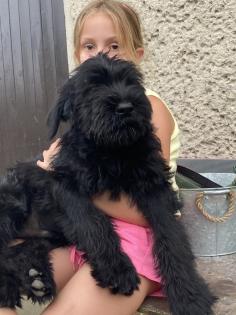 Zwei Riesenschnauzer-Welpen
