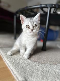 BKH Kitten Abgabebereit